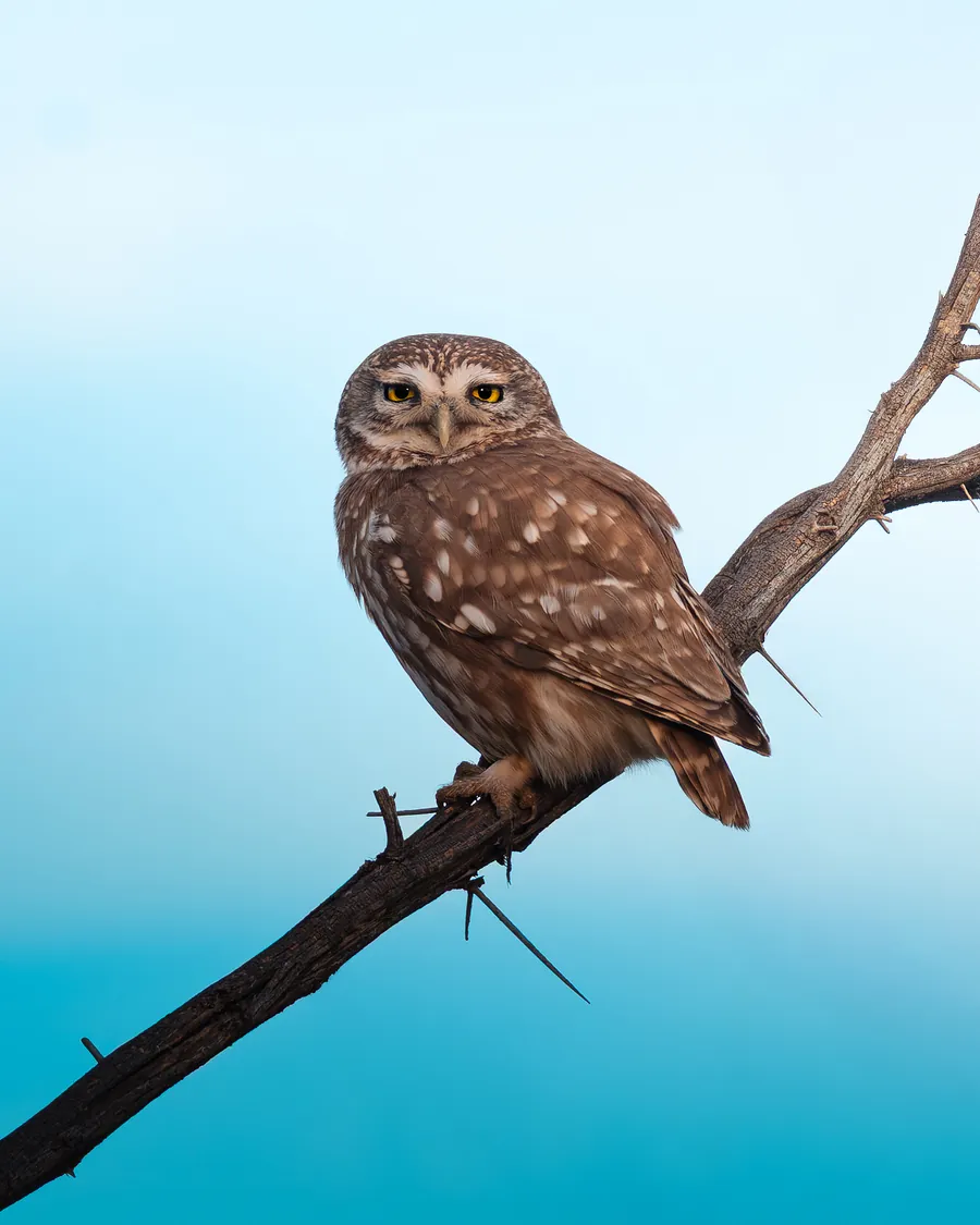 Chevêche d’Athéna perchée sur une branche épineuse, ciel bleu