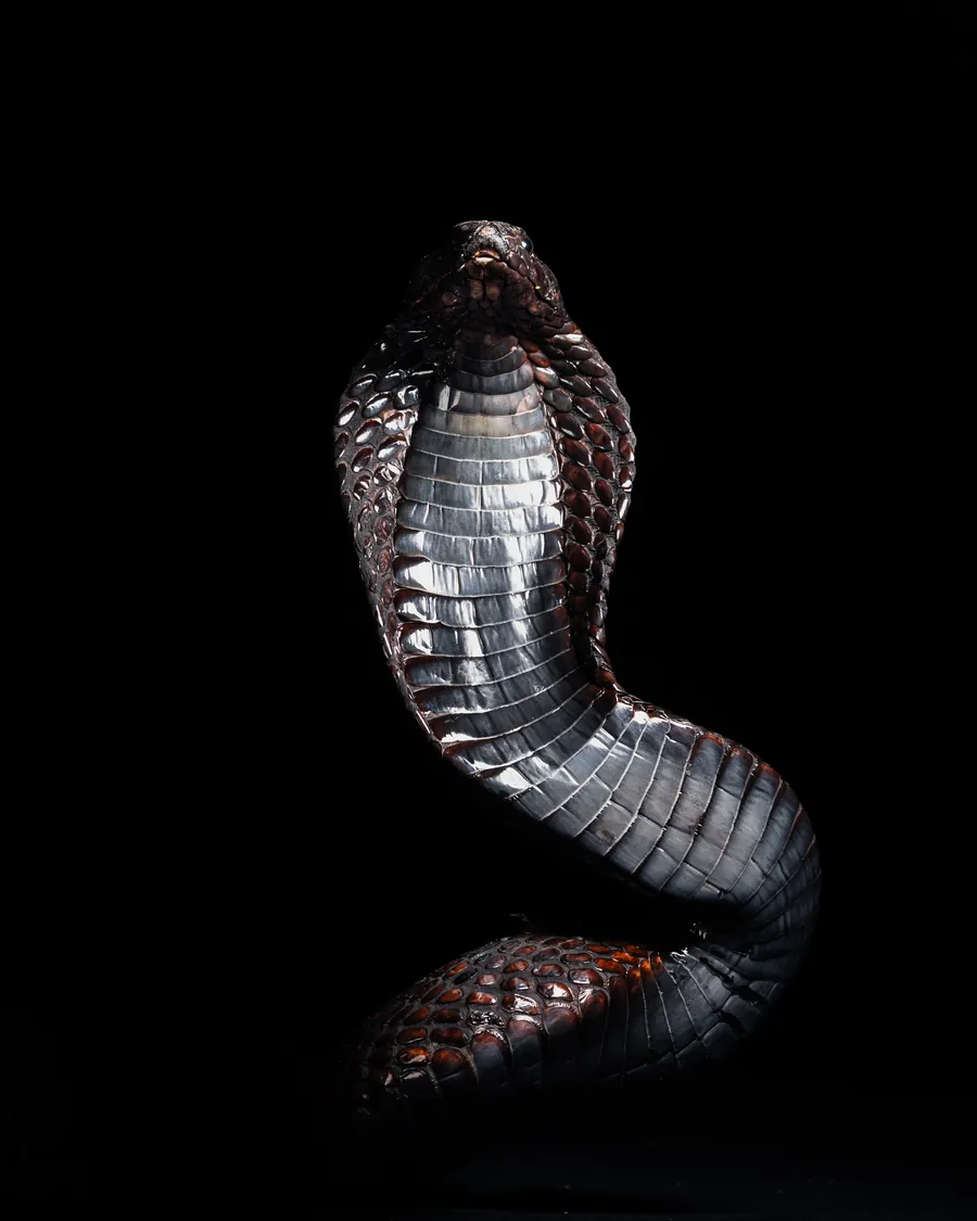 Cobra dressé, capuchon déployé, sur fond noir