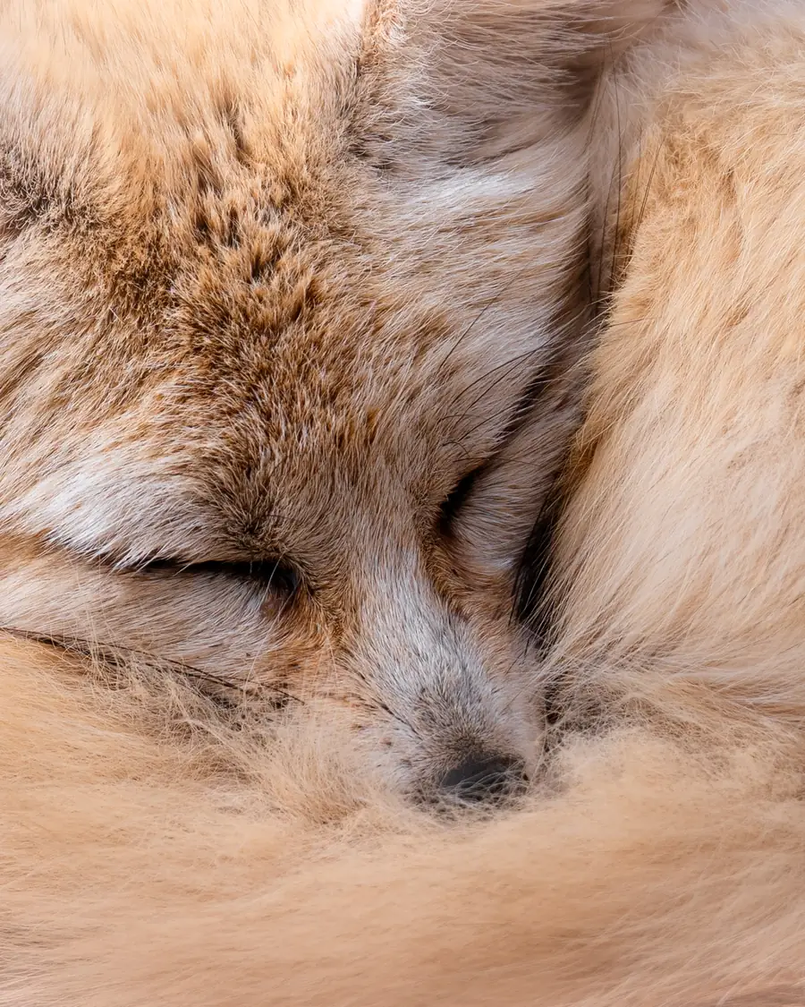 Fennec endormi, roulé en boule dans sa fourrure