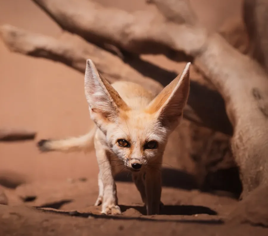 Un fennec s’avance vers vous sous un arbre mort, oreilles dressées