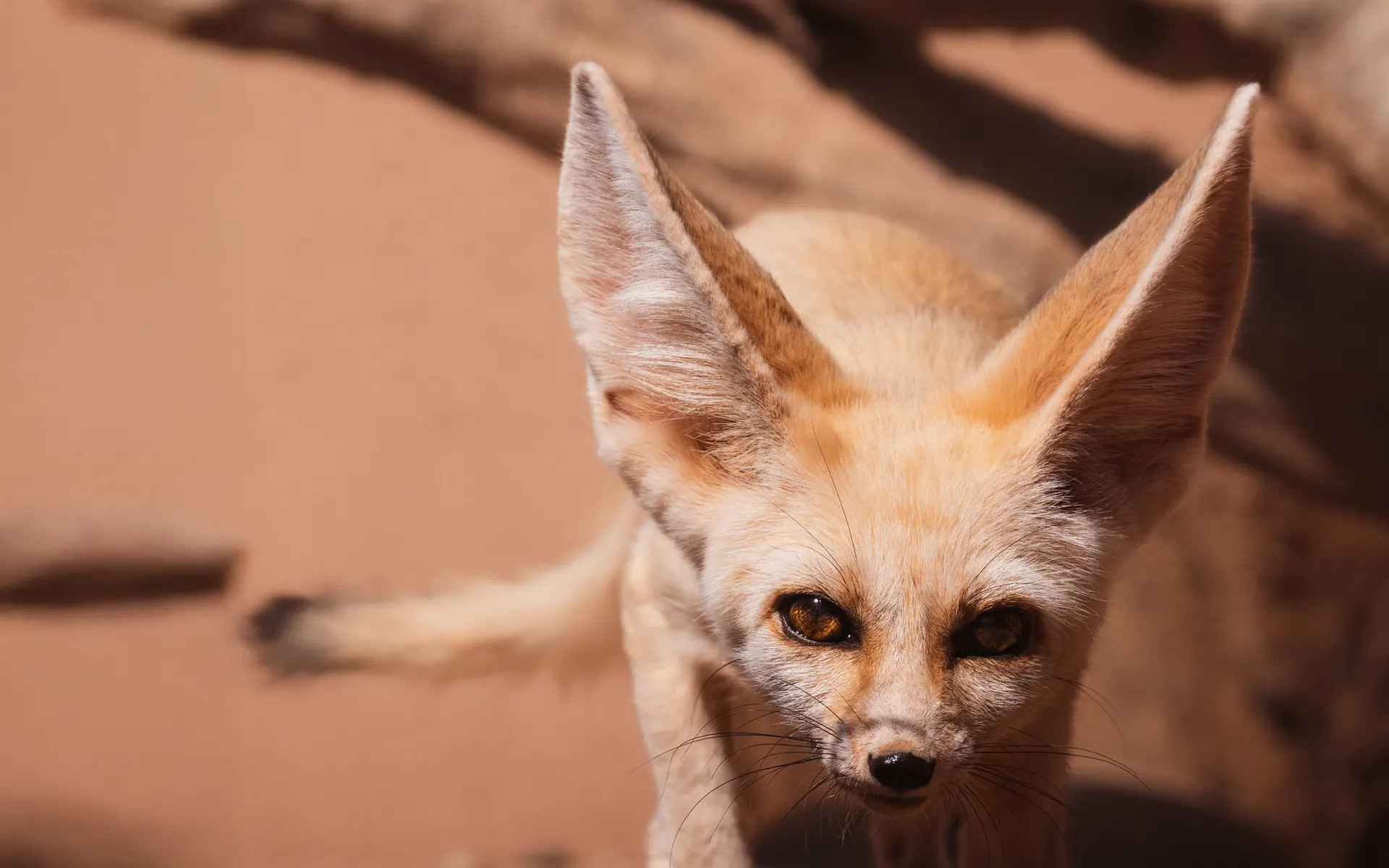 Un fennec s’avance vers vous sous un arbre mort, oreilles dressées