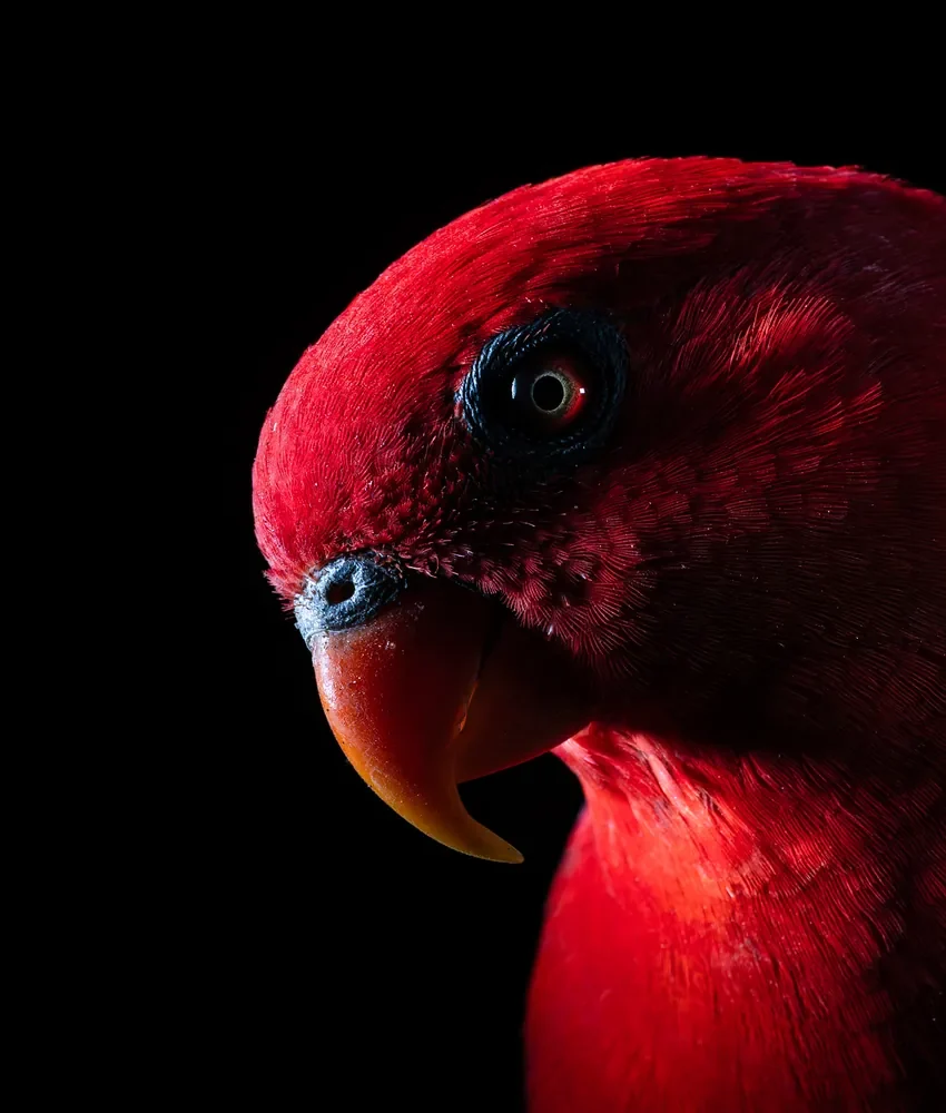 Lori rouge au plumage écarlate