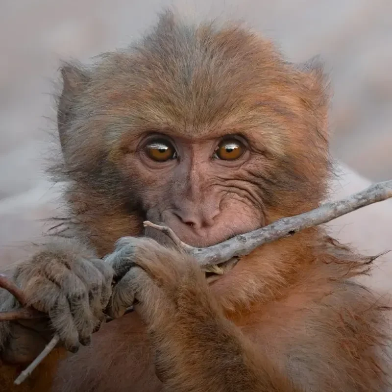 Jeune macaque de Barbarie qui grignote une brindille