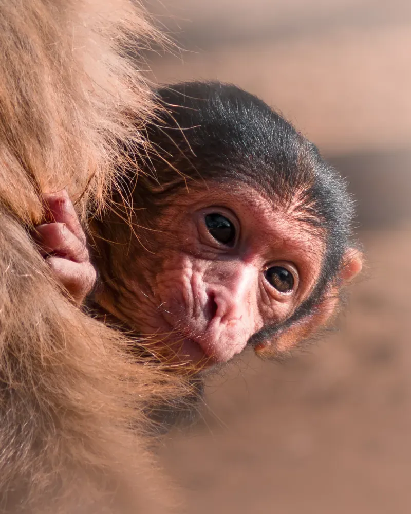 Un bébé macaque de Barbarie blotti contre sa mère