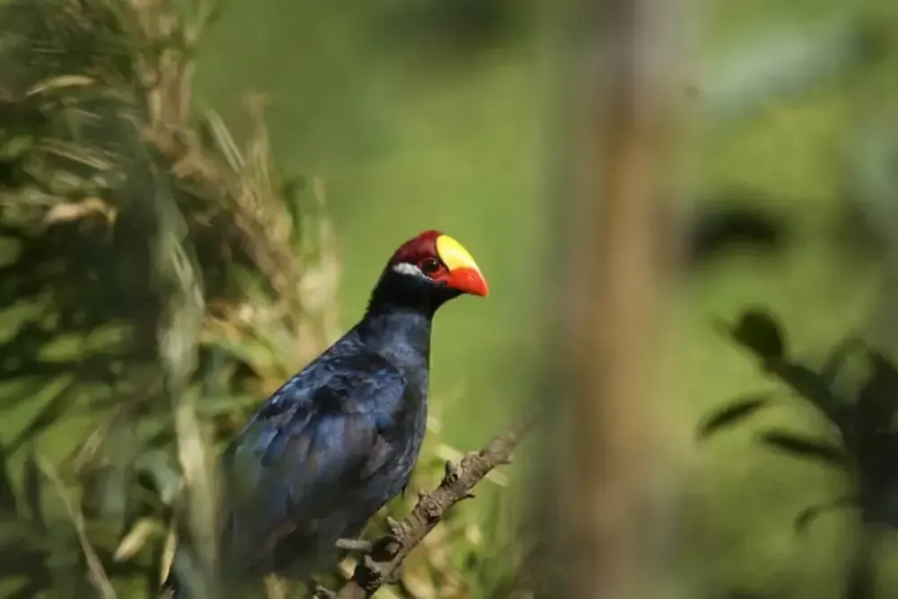 Touraco violet perché sur une branche, dans la verdure